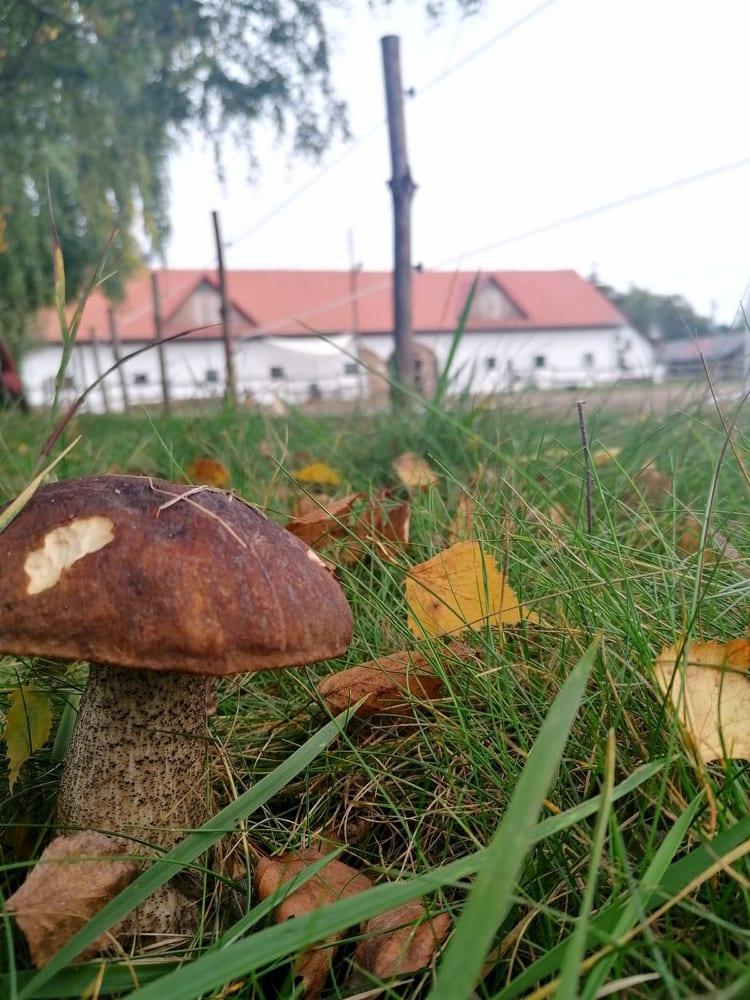 Osrodek Agroturystyczny Borki Borki Wielkie Exterior photo